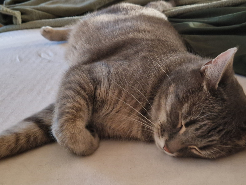Filou